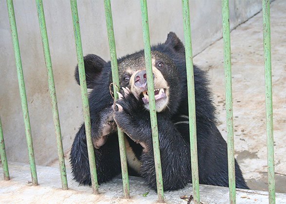 Black Bear in Lou Guan Tai, Xian