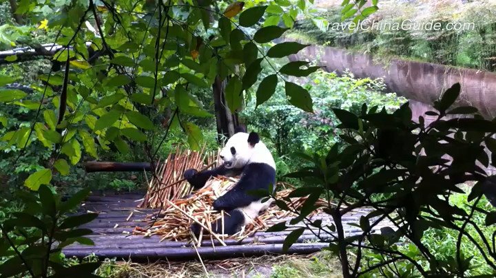 Lovely China Pandas