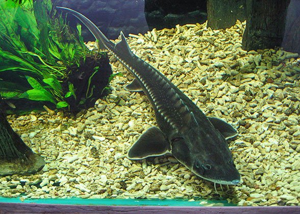 Aquarium in the Zoo