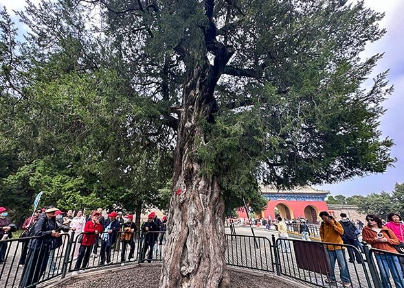 Nine-Dragon Cypress, Temple of Heaven Nine-Dragon Cypress, Temple of Heaven
