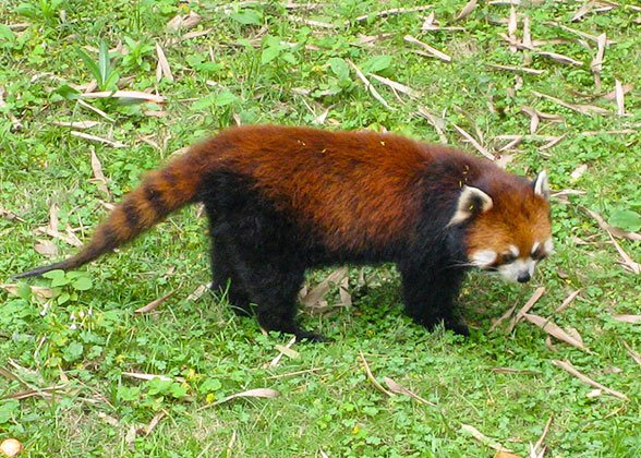 Lesser Panda